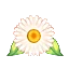 雛菊手環-T